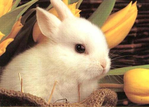 tavnsacik.jpg (29696 bytes)