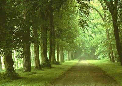 tree_,.jpg (95340 bytes)